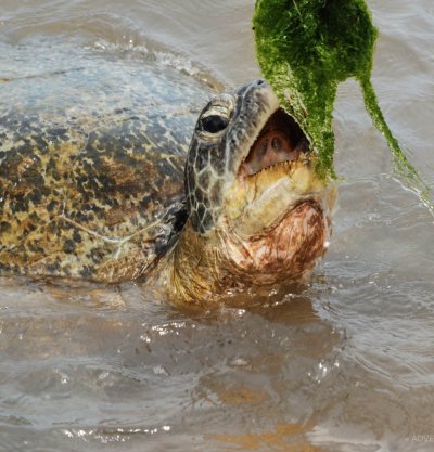 Turtle Watching