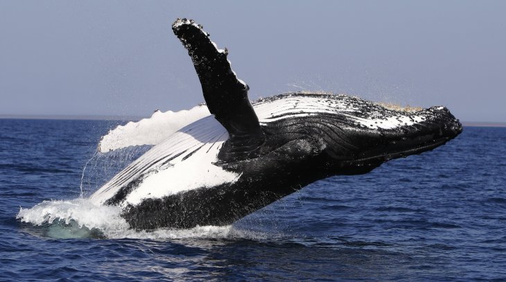 Whale Watching