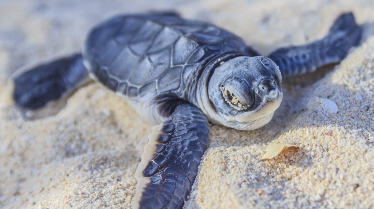 Turtle Watching
