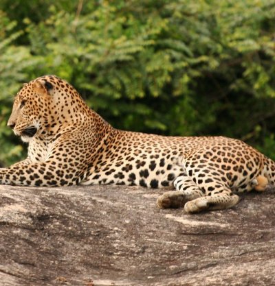 Yala National Park