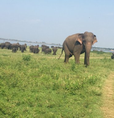 Wild Life Tours