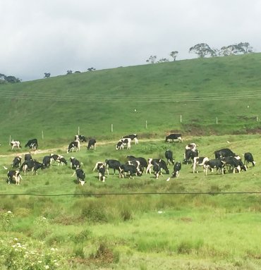 Wild Life Tours