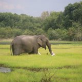 Wilpattu Natioanla Park