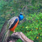 Wilpattu Natioanla Park
